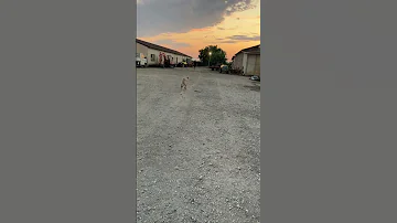 Dog Smartdog Labrador 