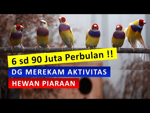 Video: 6 Tips untuk Membuat Video Hewan Peliharaan yang Luar Biasa