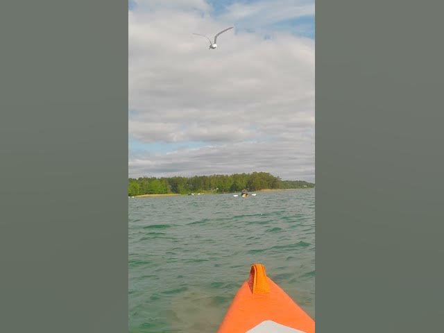 Kayaker attacked TWICE by bird! Sea kayaking with the Itiwit X500