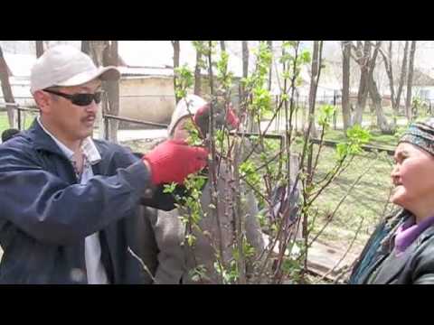 Fruit Trees for the Kyrgyz, 2010