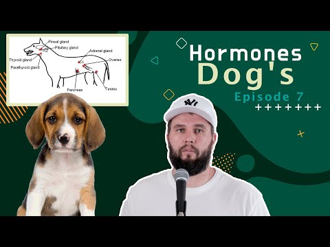 Βίντεο: Πώς λειτουργεί ένα σκυλί με νόσο δυσπλασίας του ισχίου;