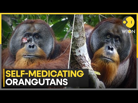 Orangutan seen treating wound with medicinal plant in first for wild animals | WION