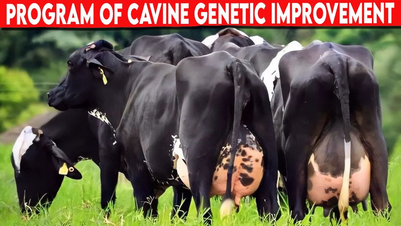 ⭕ STEPS TO CREATE A PROGRAM OF CAVINE GENETIC IMPROVEMENT  ✅  Dairy Cows