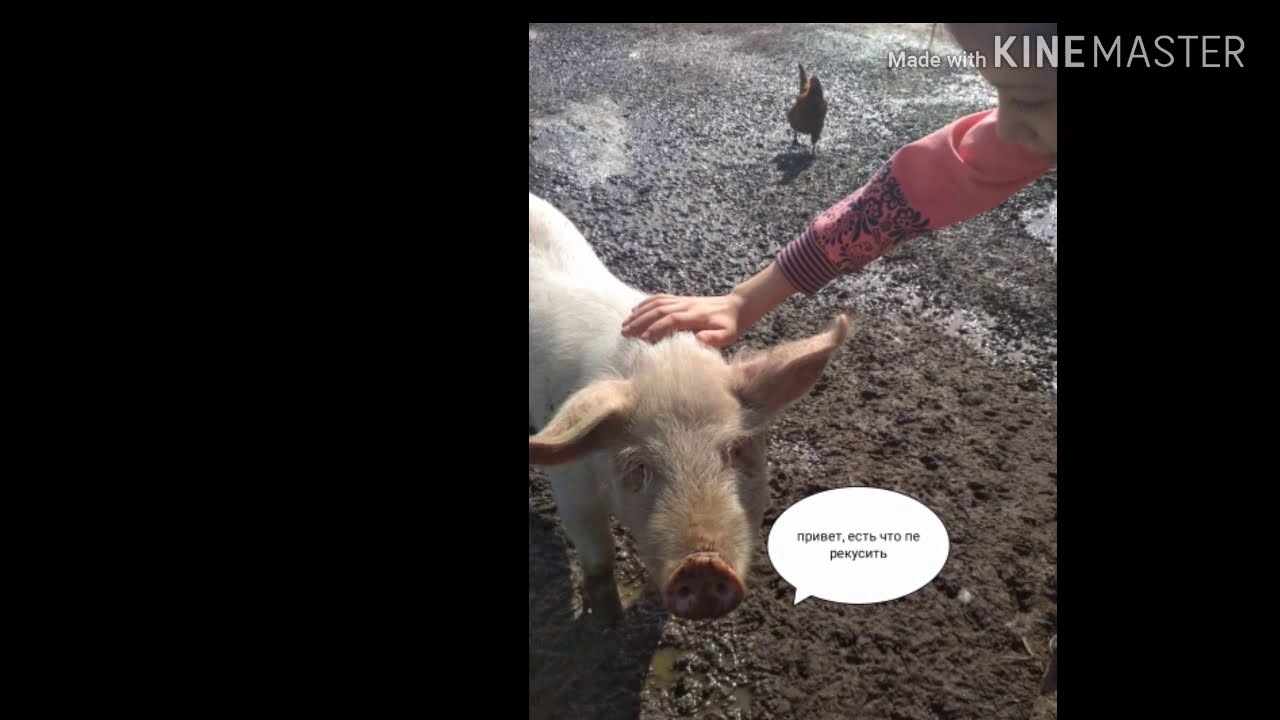 ПРИЕХАЛИ В ГОРЫ, А ТАМ ЛЕЖАЛ СНЕГ - YouTube