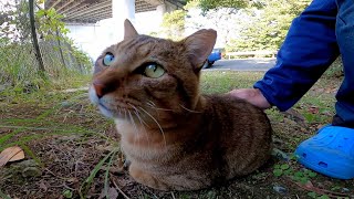 道路脇に野良猫がいたのでそ～っと近づいてナデナデしてみたら擦り寄ってきた