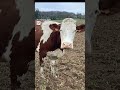Pauline a vellée #vache #agriculture #élevage #bio #annimeaux #naissance #veau