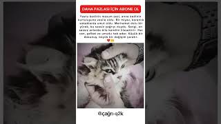 Bir Miyavla Gelen Umut Anne Kediye Merhamet Eli