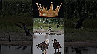 Golden eagle vs bald eagle #trending #animals #goldeneagle #baldeagle #birds #eagle #viralvideo