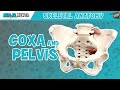 Coxa & Pelvis Anatomy