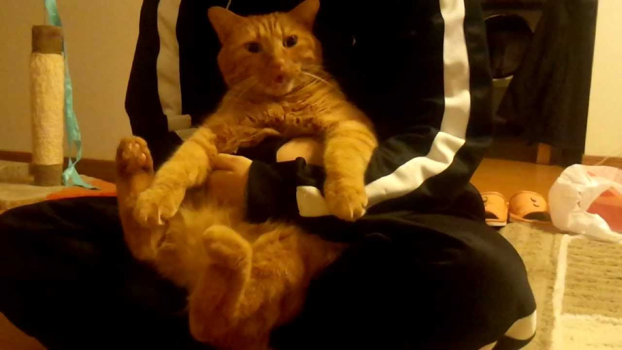 どっしりと座る猫