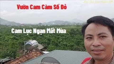 Vườn Cam Càm Sổ Đỏ Của Ông Cậu, Đỏ Mà Ù Xem Lại Có Tiền Tỷ I Nui Doi Luc Ngan 98