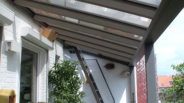 Common Swift Apus apus looking for nestbox 2 HDV 1060