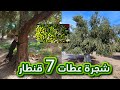 من زاوية الشيخ شجرة الزيتون عندها تقريبا 300 سنة كطعطي 7 قنطار ديال حب الزيتون 11 11 2025