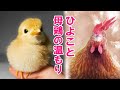 母鶏がいないひよこ達が安心して眠れるように、あるものをプレゼントしました！【ニワトリ】#2