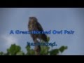 A Great Horned Owl Pair Has Mated