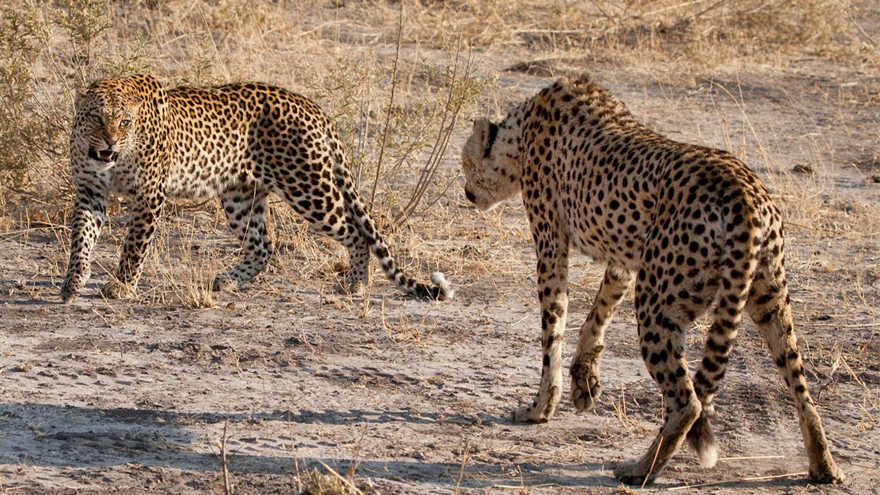 CHEETAH VS LEOPARD - Who Would Win? - YouTube