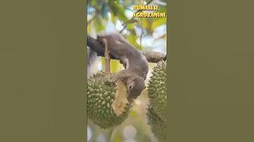 Cara Ini Bisa Digunakan Untuk Mengusir Hama Tanaman