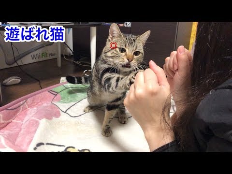 恋人がいなくて寂しがる妹にしつこく甘えられたあげく遊ばれてしまった猫ｗ