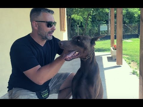 Videó: Használjak nyakörvet a kutyámon?