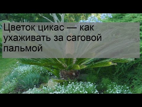 Бейне: Саго пальмасынан тұқым өсіру: Саго пальмасы тұқымын қалай отырғызу керектігін біліңіз