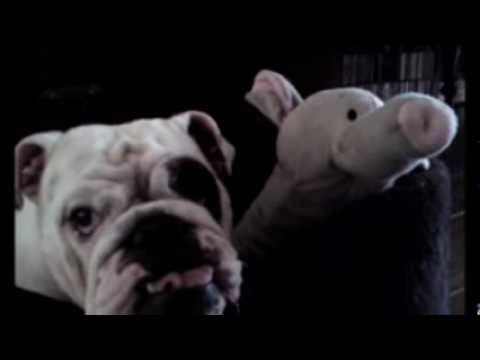 English Bulldog vs Elephant pets bd
