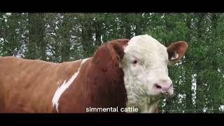 Why Simmental is the best❤️you will see why!🫶🐂🤠 