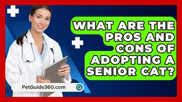 What Are The Pros And Cons Of Adopting A Senior Cat? - PetGuide360.com