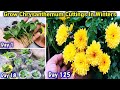 How to grow Chrysanthemums from cuttings || How to grow  Chrysanthemums cuttings fast