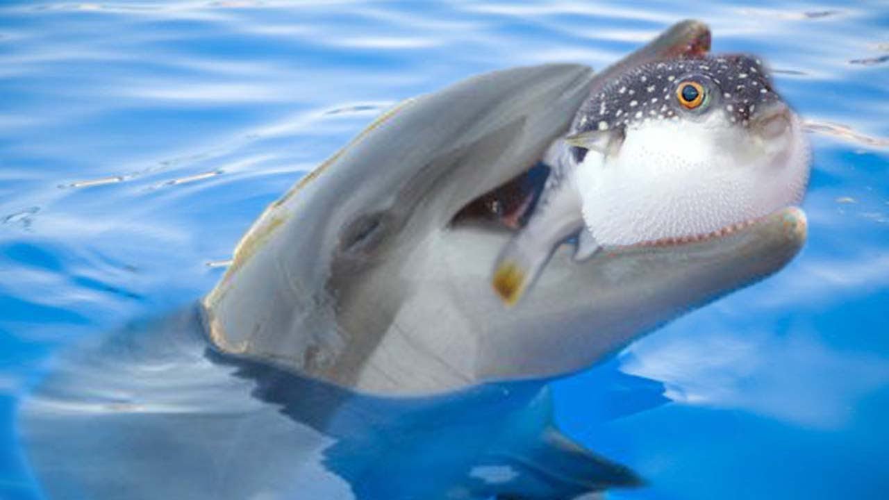 Dolphins use Puffer fish to get high