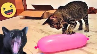 cat and dog funny  reaction  video  2024 |animal funny video