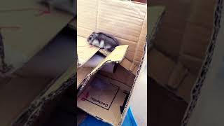 Hamster doing splits😂🤸‍♀️Cute little Hamster doing a funny trick Забавно! Хомяк делает шпагат трюк