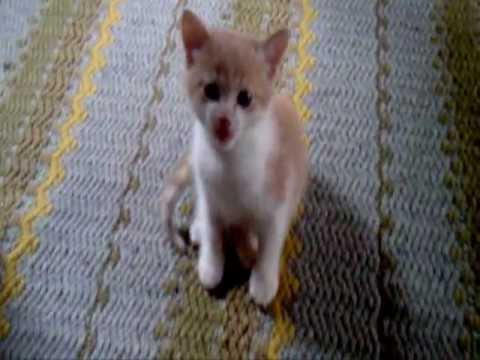 Cat Beat