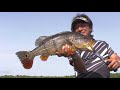 #358 【Part2】黒き大河に潜む極彩色の大魚～アマゾンのピーコックバス～