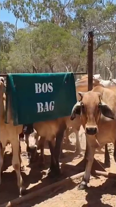 BOS BAG  Kandanga QLD