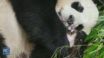 Captive panda pair to be released into wild