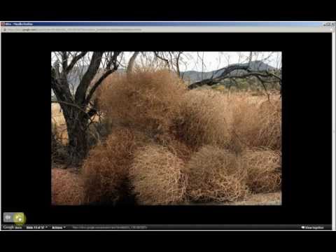 Salsola tragus | Russian Tumbleweed (Pt 1 of 2)
