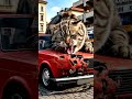 Serbian cat #serbia #cat #lada