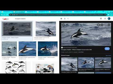 Hourglass Dolphin Facts