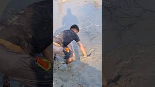 চিকনাই নদীতে বোয়াল মাছের খেলা খালি হাতে ধরার মজাই আলাদা