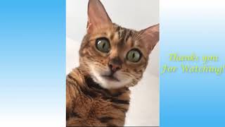 🐝🌼Cute Pets And Funny Animals Compilation 🌼🐝