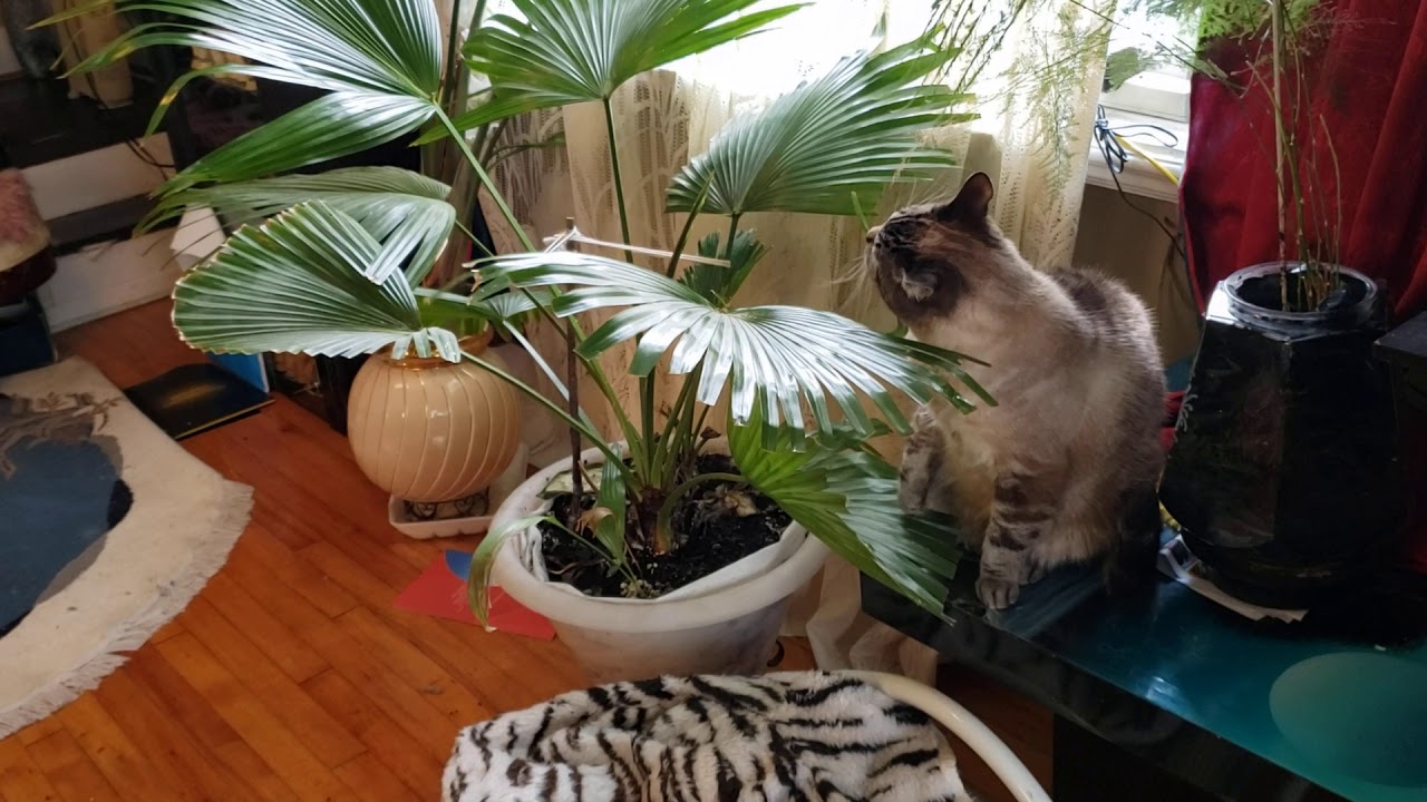 My cat eating the flower leafs YouTube