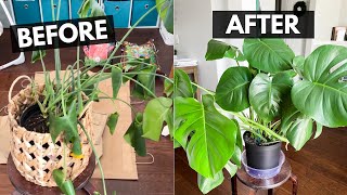 How to Repot a MONSTERA PLANT | I saved my Monstera Plant! by Maple Jubilee 55,427 views 1 year ago 12 minutes, 16 seconds