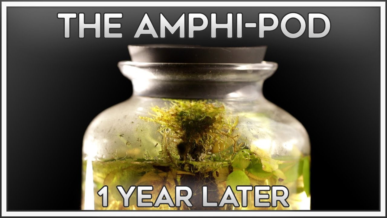 A Look Inside | The Amphi-Pod is 1 Year Old!