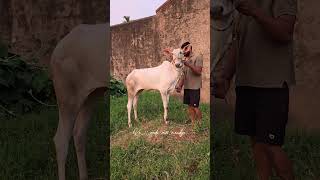 new #hallikar #hallikarbulls #hori #hallikarheaven #hallikarsanthosh @ka_11_gadi_race_mandya
