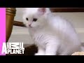 Manx Cat の動画、YouTube動画。