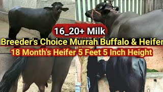 4 MURRAH झोटी और 1 नायाब HEIFER for sale @ Thanedar Dairy Farm Jind Haryana #Murrah Farm Talk