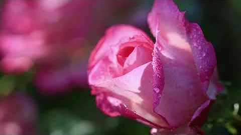 Beegie Adair, David Osborne, and more - Piano Roma...