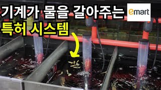 이마트 구피는 어디서올까?(한국형 열대어 수출,스펀지여과기  최초개발)