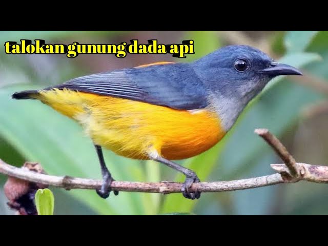 Burung TALOKAN GUNUNG dada api gacor | PANCINGAN BUNYI TALOKAN GUNUNG DADA API class=