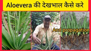 Aloe Vera Plant Care।ऐलोवेरा की देखभाल कैसे करें।बनाएं हज़ारों पौधे by Grandpa Garden 363 views 10 days ago 8 minutes, 24 seconds